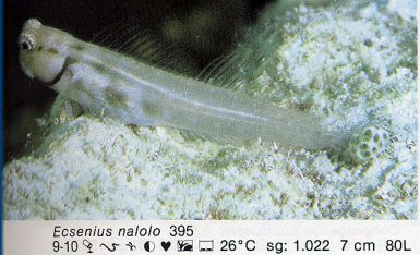 Ecsenius nalolo